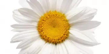 Kamilla (Matricaria chamomilla)