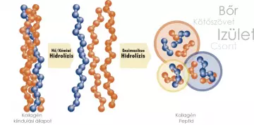 5 DOLOG, AMIT TUDNOD KELL A KOLLAGÉN PEPTIDRŐL