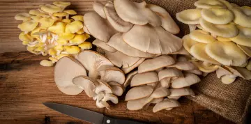 Laskagomba - Jó étvágyat az egészséghez?