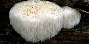 Süngomba: az ehető gomba sokrétű gyógyhatása