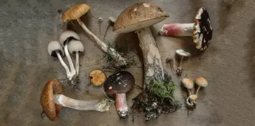 5 niezwykłych właściwości grzybów leczniczych