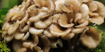A maitake gyógygomba