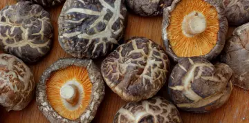 A shiitake gyógygomba