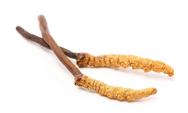 cordyceps